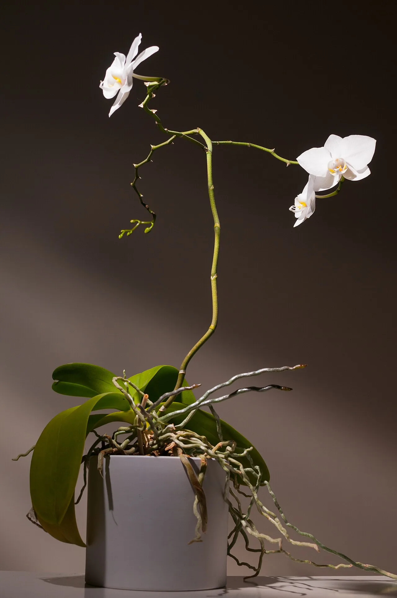 Orquídea Phalaenopsis branca em vaso