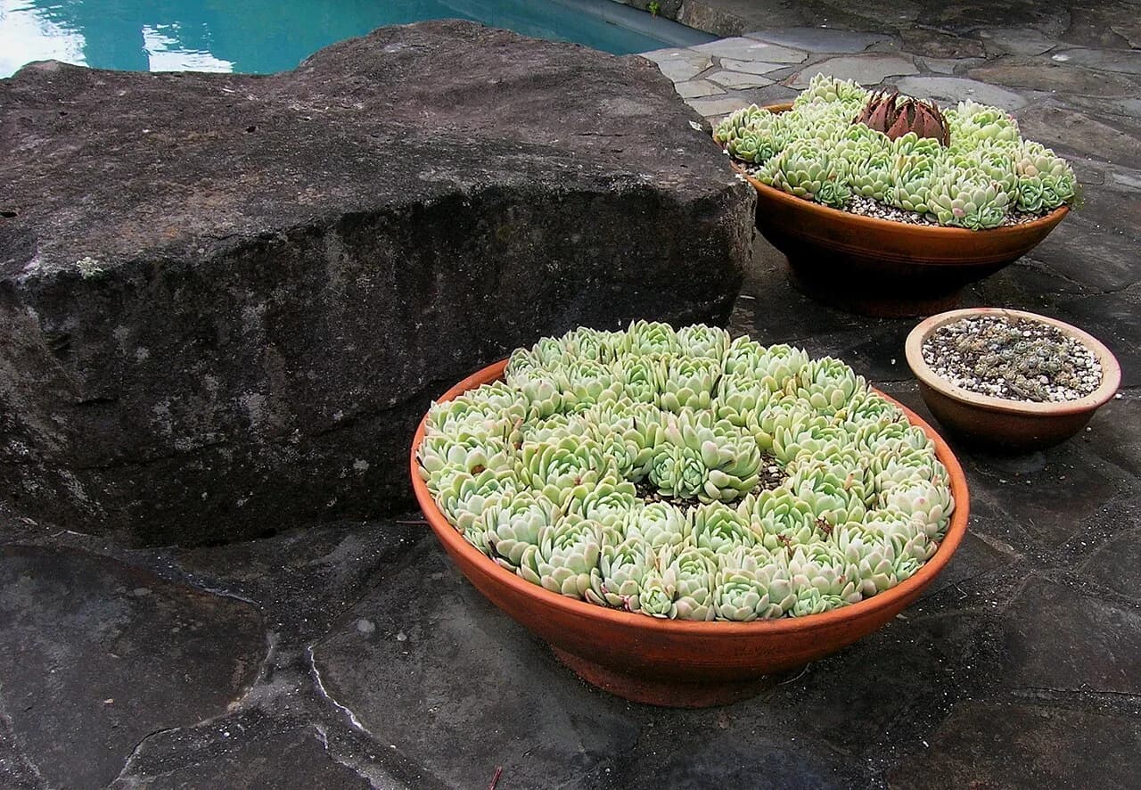 Suculentas ornamentais cultivadas em vasos baixos