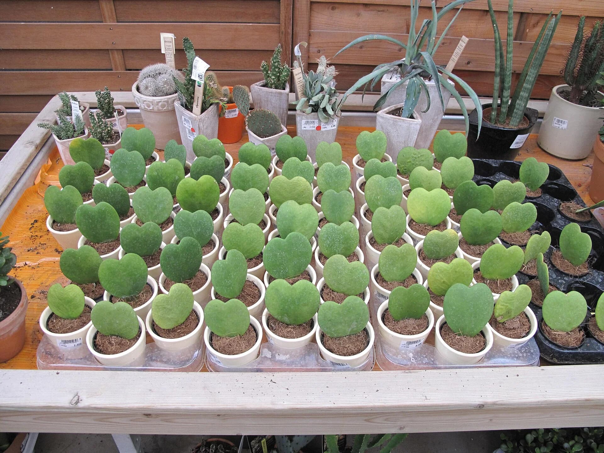 Mudas de plantas ornamentais em vasos organizadas em viveiro