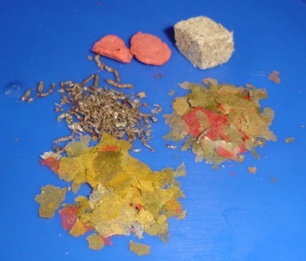 Flocos, grânulos e cubos de alimento seco sobre superfície azul