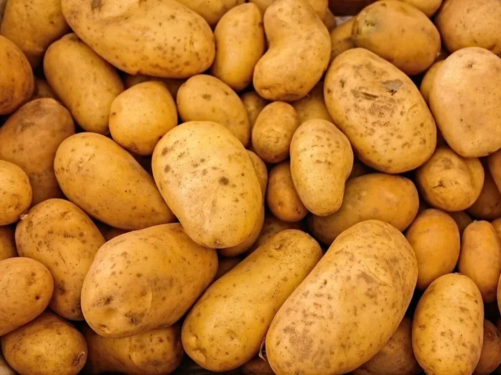 Batatas de tamanhos variados reunidas em uma caixa
