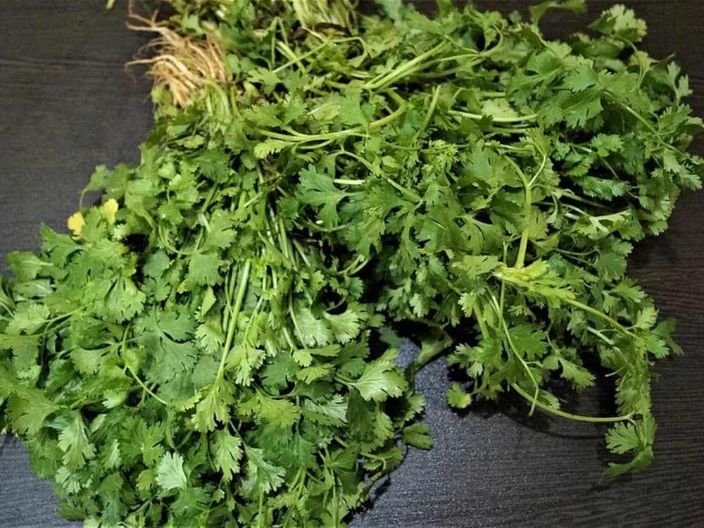 Maços de folhas de coentro frescas sobre uma superfície escura