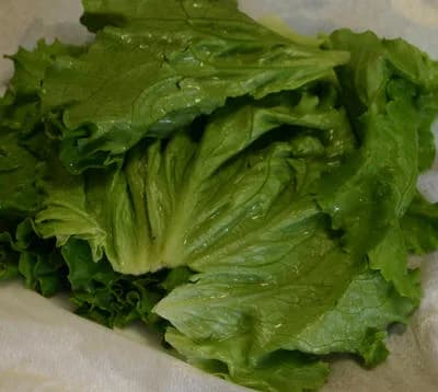 Folhas de alface crespa agrupadas em uma porção