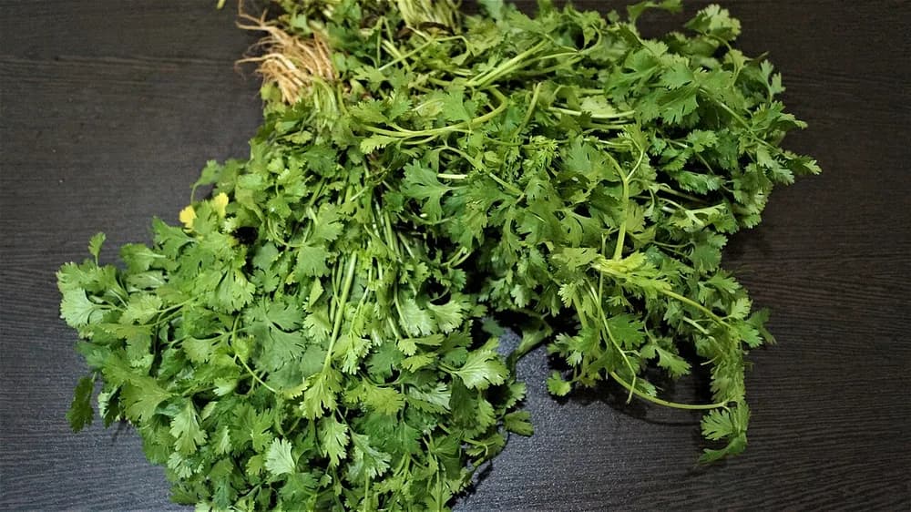 Maços de folhas de coentro frescas sobre uma superfície escura