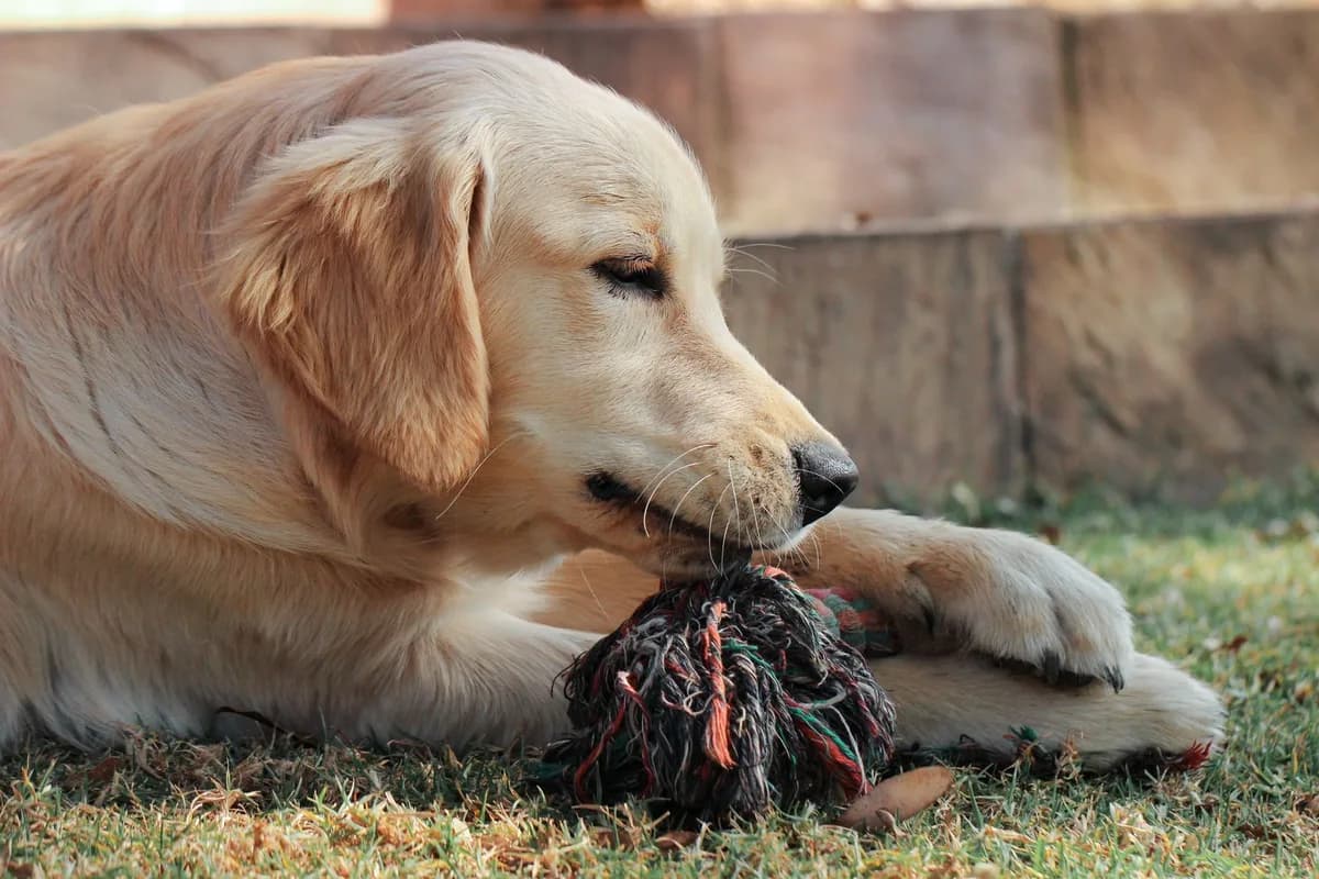 Cachorro brincando com um mordedor de corda colorida sobre a grama