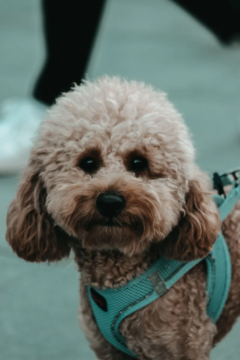 Cachorro de pequeno porte usando um peitoral azul em área externa